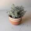 White Striped Terracotta Planter By Foreside Home & Garden