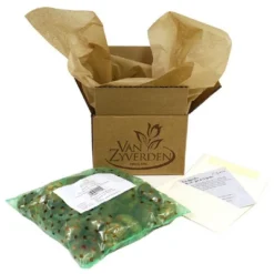 Van Zyverden 5ct Hyacinth Red Indoor Forcing Jan Bos Flower Bulb Set -Garden & Outdoors GUEST 173d033c 2a9d 49e2 aac7 fc87c07d5dac