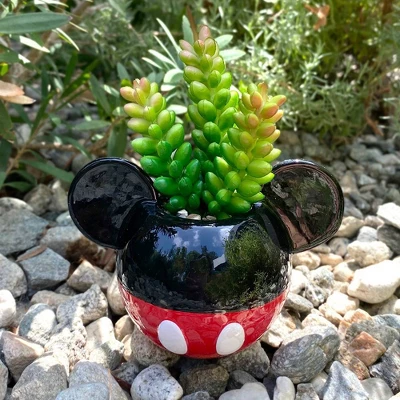 Disney 2pc Indoor/Outdoor Ceramic Mickey And Minnie Mouse Classic Succulent Set 7 Disney 2pc Indoor/Outdoor Ceramic Mickey And Minnie Mouse Classic Succulent Set - Image 7