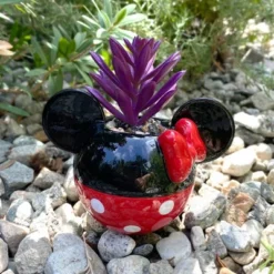 Disney 2pc Indoor/Outdoor Ceramic Mickey And Minnie Mouse Classic Succulent Set 13 Disney 2pc Indoor/Outdoor Ceramic Mickey And Minnie Mouse Classic Succulent Set -Garden & Outdoors GUEST dd07f788 0579 4e83 97bc 0df936bb0b37
